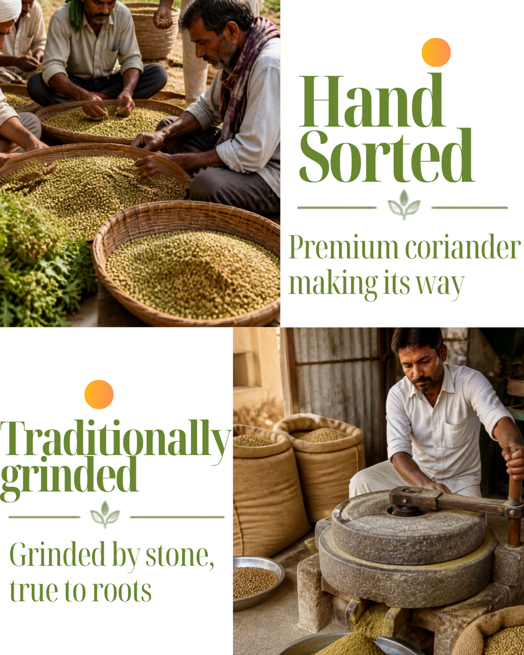 Coriander Powder